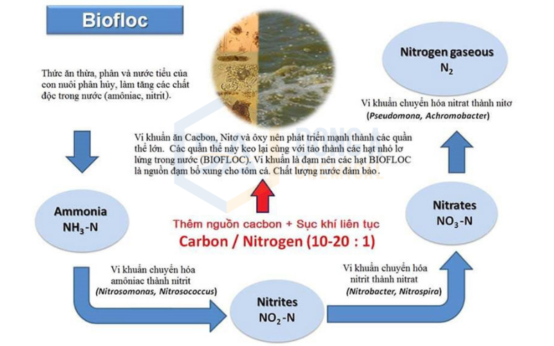 Mô hình nuôi tôm công nghệ cao Biofloc